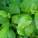 Ashitaba Longevity Spinach Plant for Diabetes and High-Cholesterol in VEGANIC SOIL ( Gynura Procumbens )