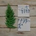 mint cocktail napkin pair - natural/navy