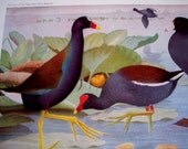Vintage Bird print, 1936 illustration by Fuertes, Florida Gallinule