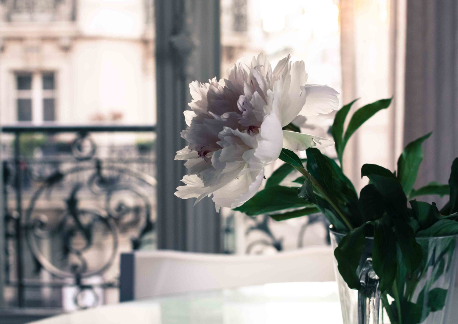 Paris Photography - Evening light in the Apartment - Paris Peony - 8x10 fine art photograph - paris home decor