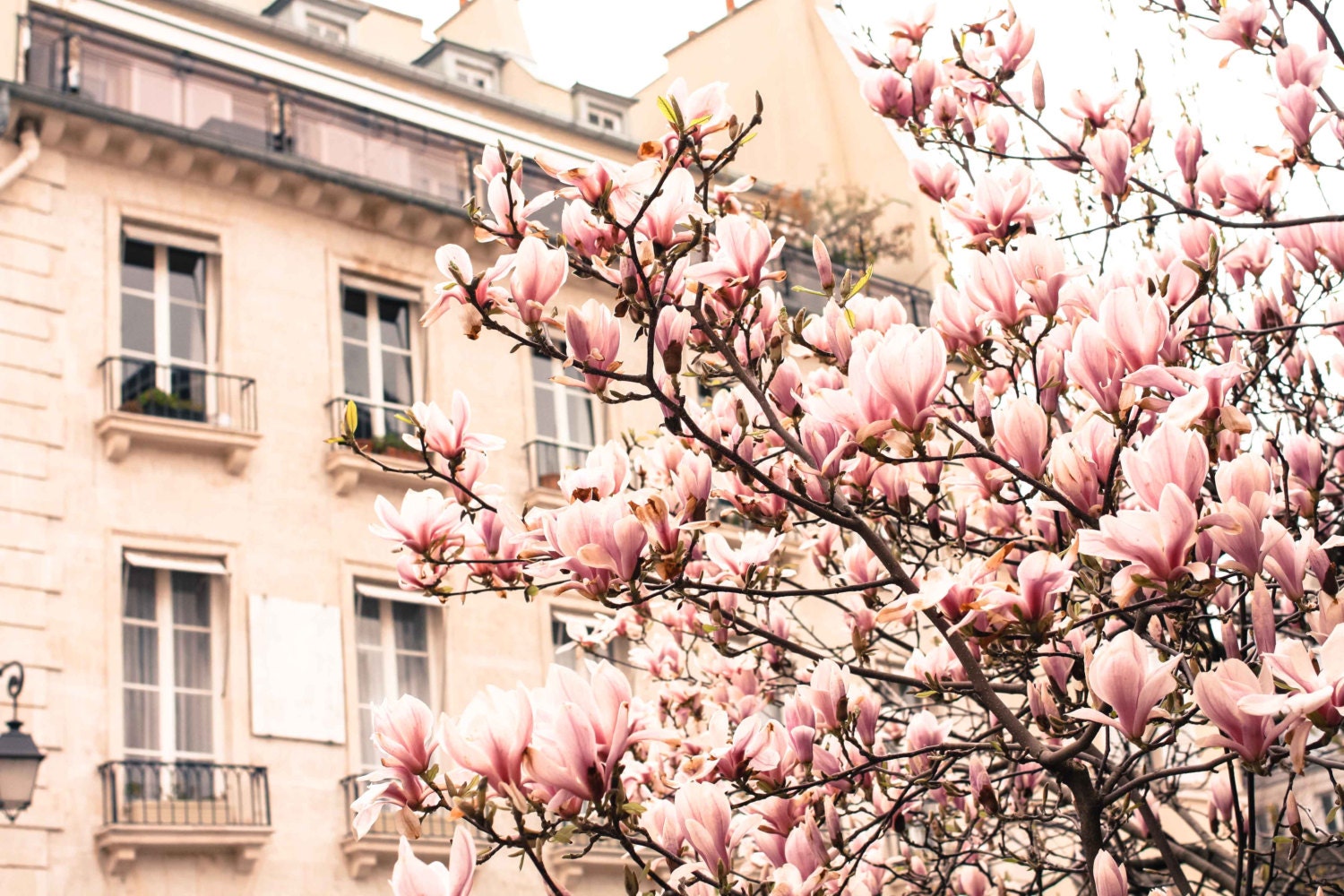 Paris Photography - Paris in the Springtime - Pink Magnolia Trees  - 8x10 Fine Art Photograph - Paris Home Decor - Blush Pink