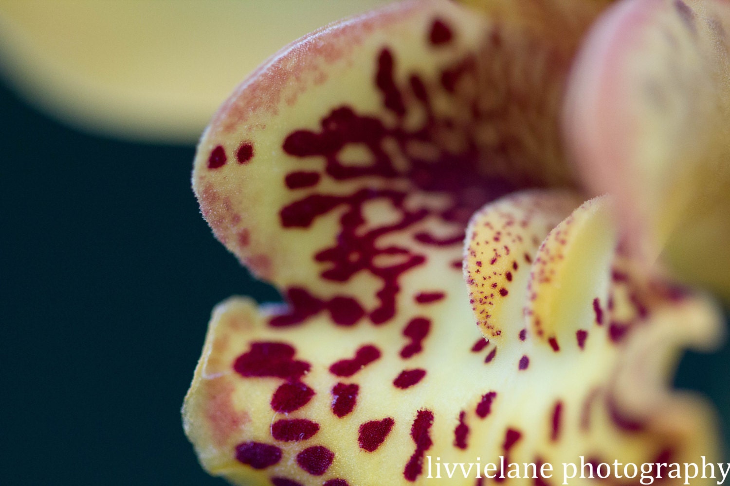 Orchid photograph - Feel The Moment - 8 x 12 - butter yellow maroon dark teal fine art flower home decor