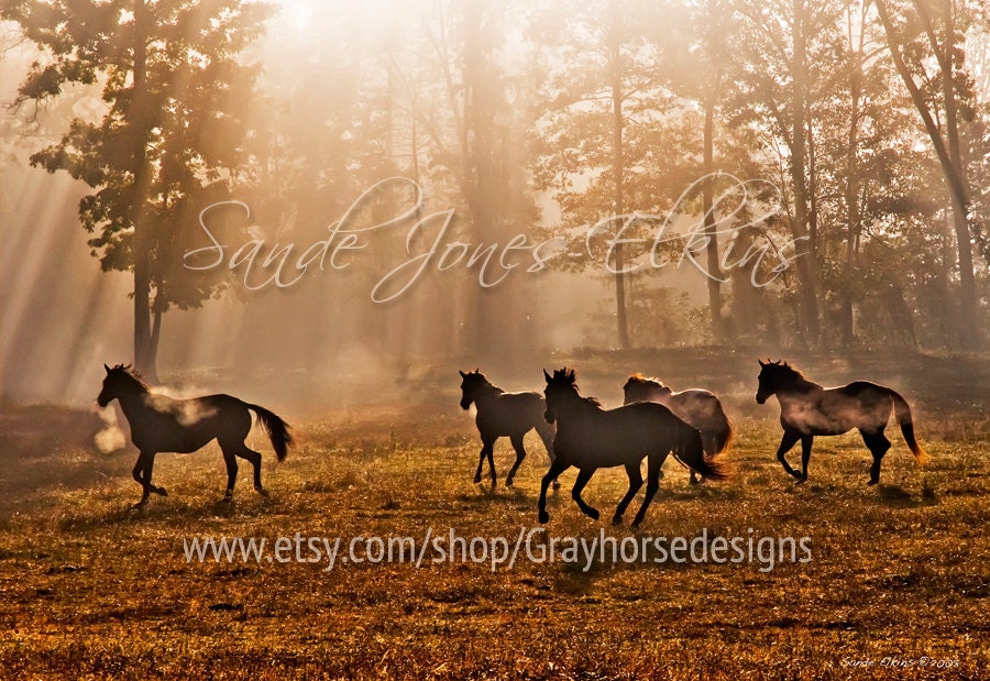 Heavenly Light, 11x16 fine art photographic print horses galloping in the light of dawn