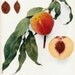 1917 Large Stunning Antique Life-Sized Print of Peaches. REEVES variety