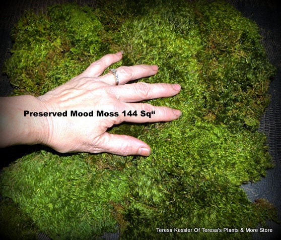 Mood Moss Preserved-144 sq inches-Floral supplies-Wedding Supplies-Fairy Garden Parties-NO WATER NEEDED