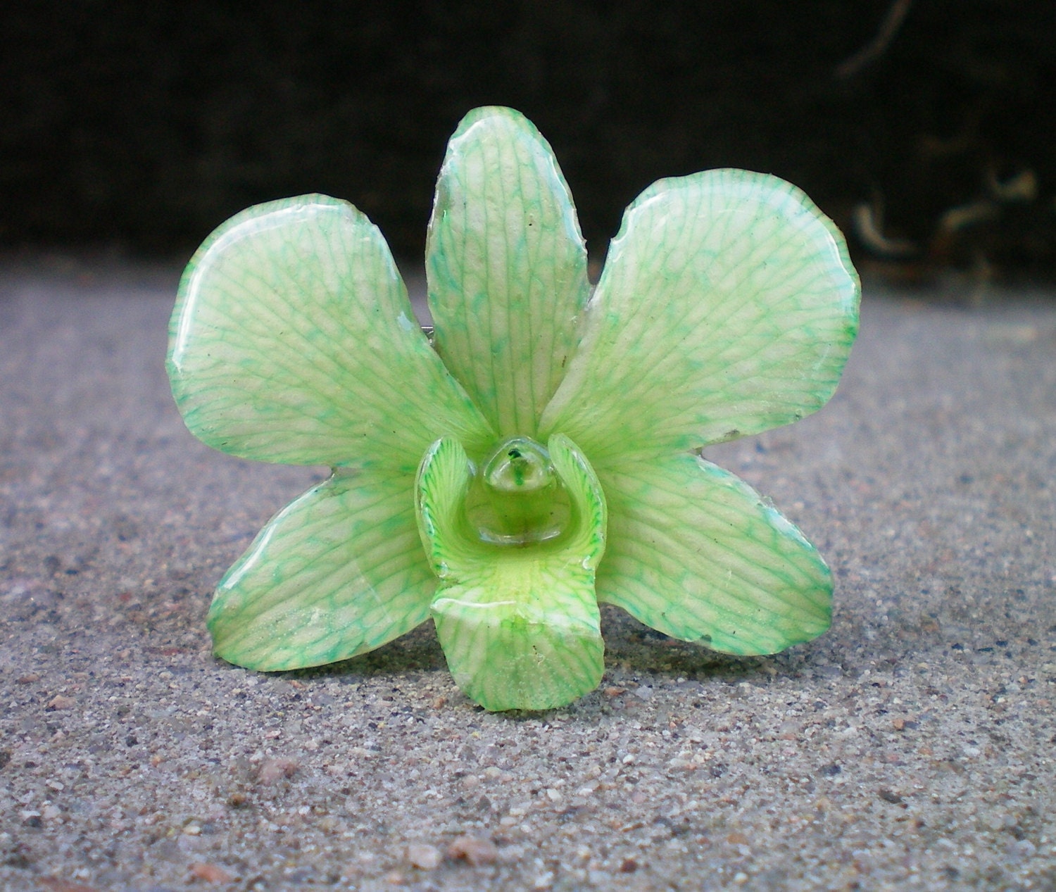 REAL Natural Spring Green Samll ORCHID Pin and Pendant