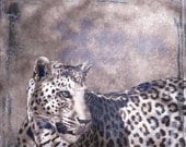 Hungry Leopard - 8 X 8 fine-art photographic print