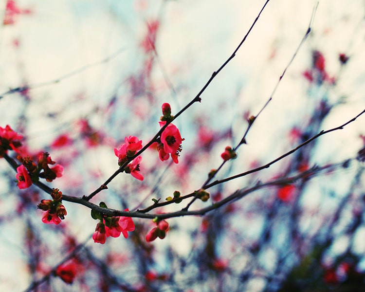 Winter Flowers - 8x10 Fine Art Print - Nature Photography -  Etsy Wall Art - TFTeam