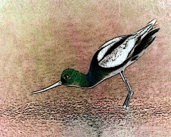 Avocet Bird Spring Pink and Green Abstract Realism Digital Print Beach Art Wall Decor 8 x 10 Giclee Print