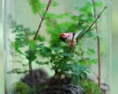 wee bird on branch fern and moss terrarium