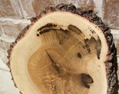 Large Oak Stump, rustic wedding decor for centerpieces, cake stand, decor, approx diameter 12.5", 1.75" thick, woodland or rustic themes