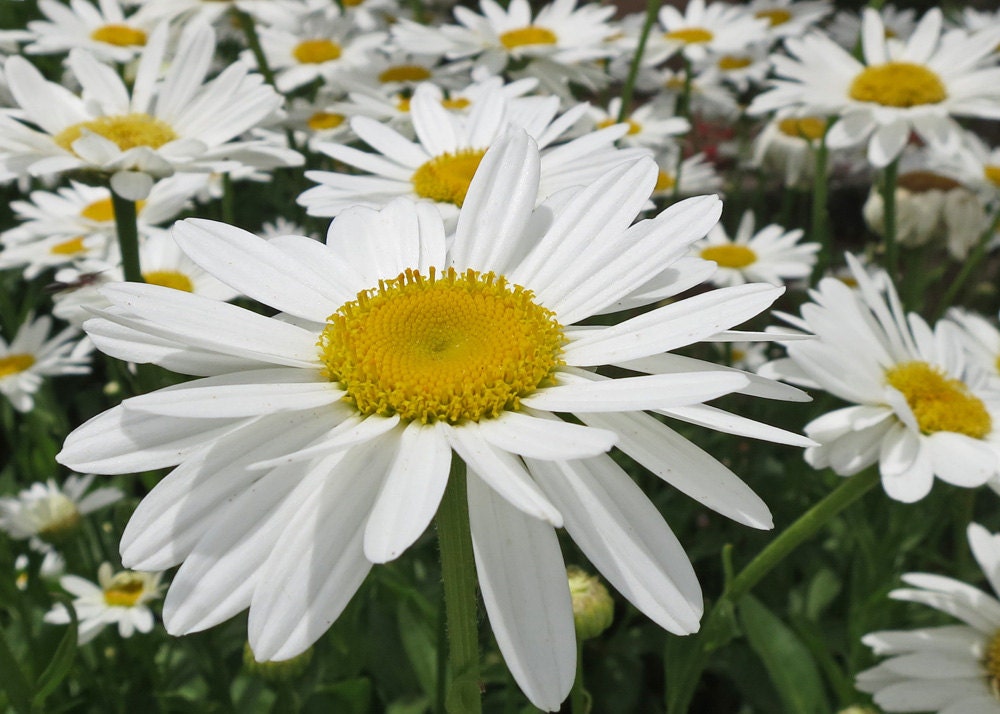 White Diasies-White Flower-Macro Flower-Fine Art Photography-8X10