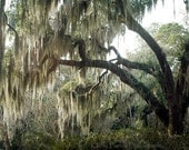 Savannah Photography, Spanish Moss Trees, Savannah Georgia, Dreamy Surreal Moss Trees,  Surreal Nature Photography 8" x 12"