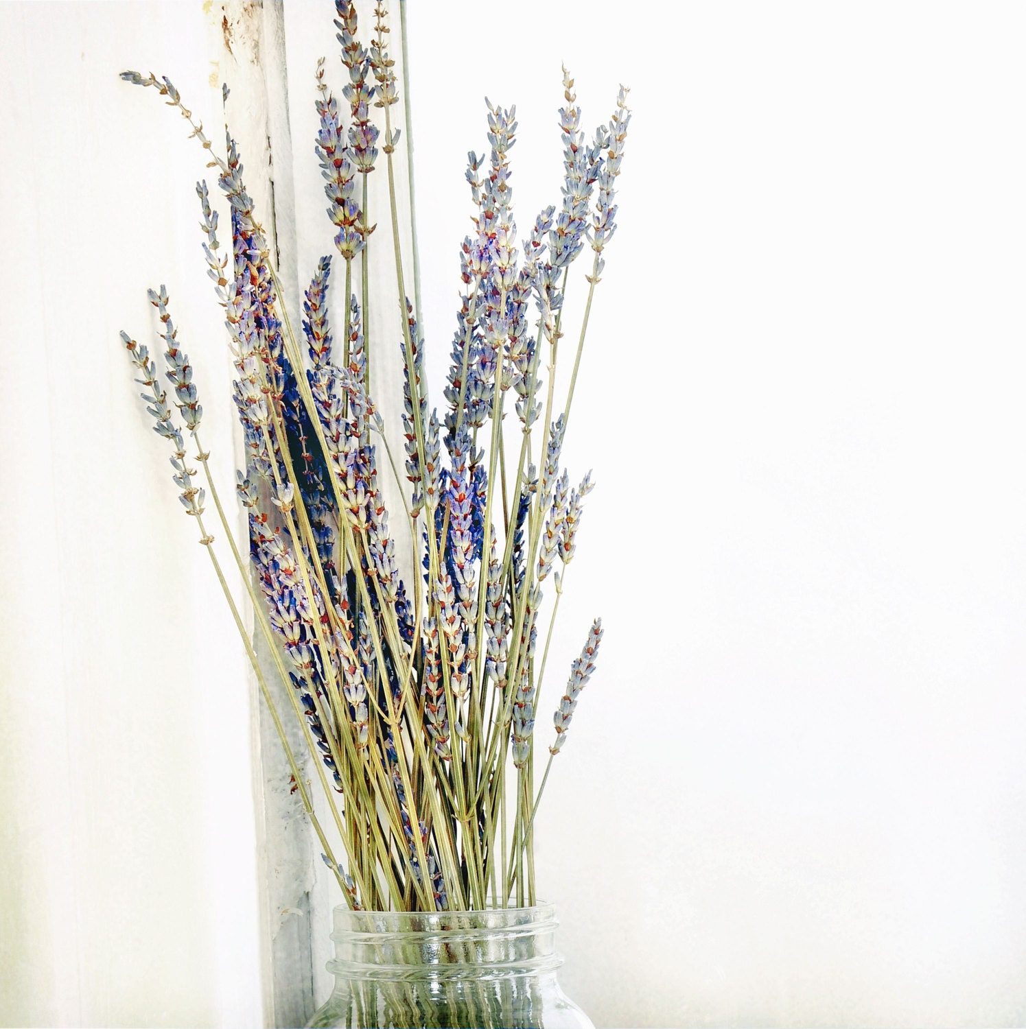 Purple flowers, still life, rustic, home decor, pastel,minimal, pastel, spring, vintage, bottle, botanical art - Dried Lavender 8 x 8