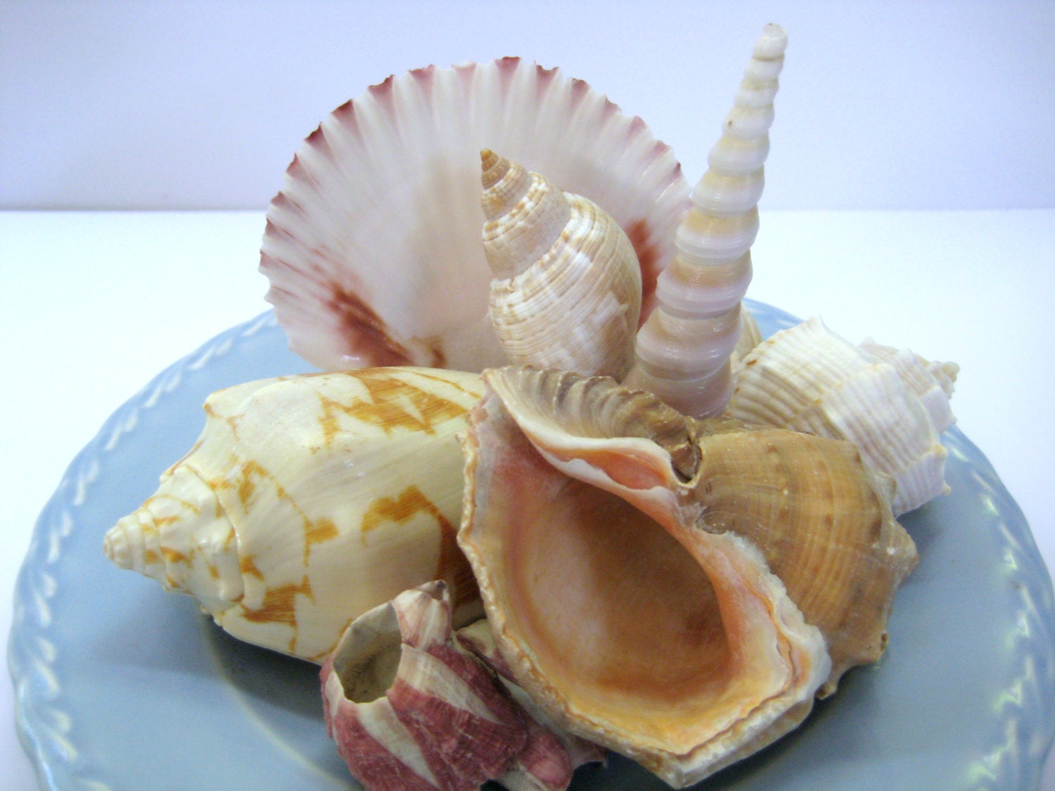 Seashell Centerpiece Beach Cottage Decor Coastal Decor California Pottery Plate