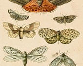 Antique Natural History Print "The Study of Moths" Woodland Forest Butterfly Moth French Vintage