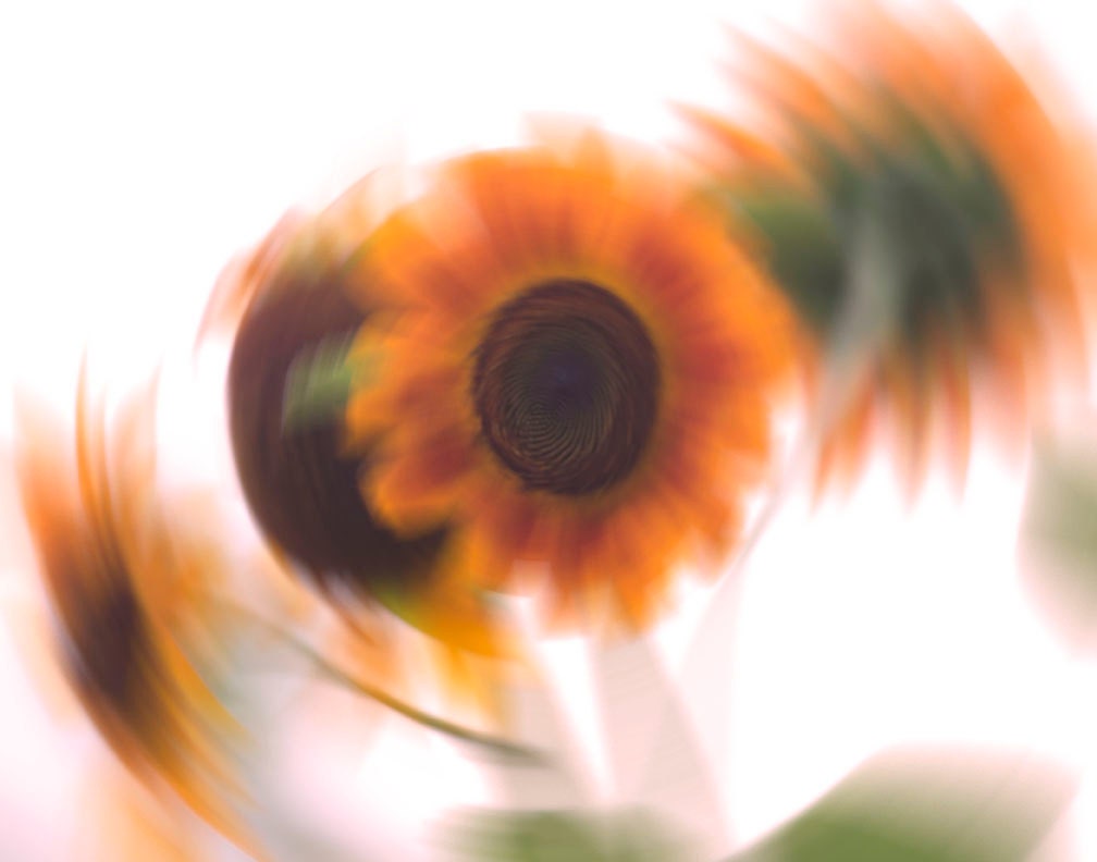Sunflower Photo titled Swirl -- 11" x 14" on Fine Art Paper