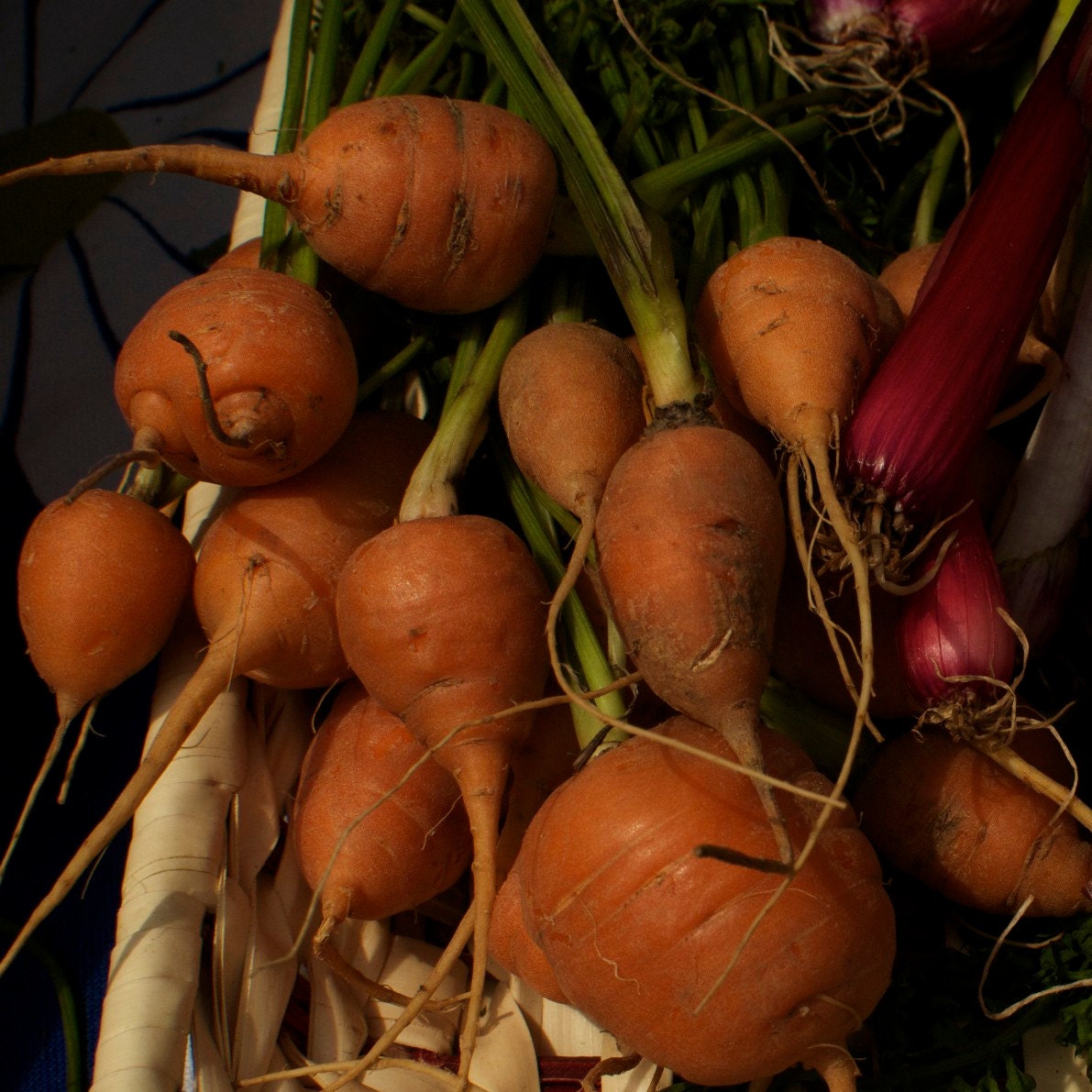 Organic Parisian Carrot Seeds - Round Orange Heirloom Carrots