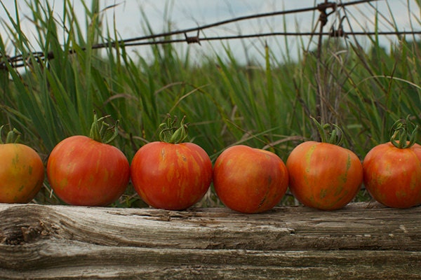 Six Packages of Organic Heirloom Seeds with Free Shipping