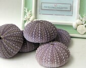 Beach Decor - Giant Purple Sea Urchins - 4 in.