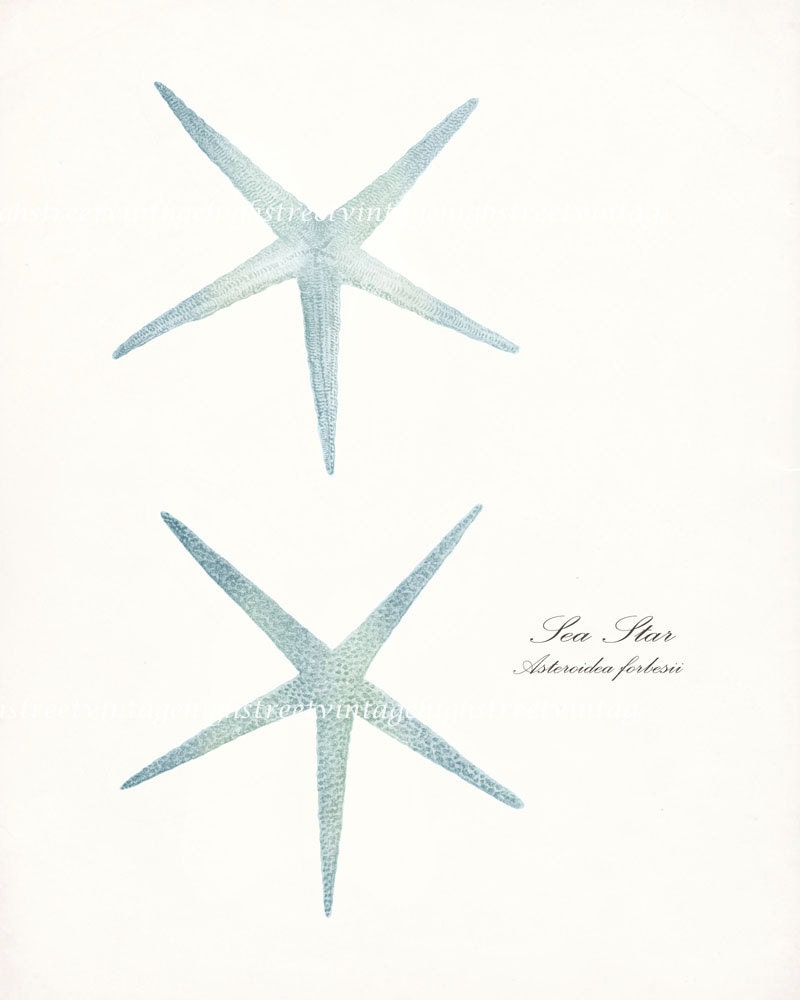 Vintage Sea Stars Collage Print - Two Sea Stars Natural History Illustration 10 x 8 Sea Glass