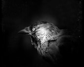 black & white bird photography nature square print