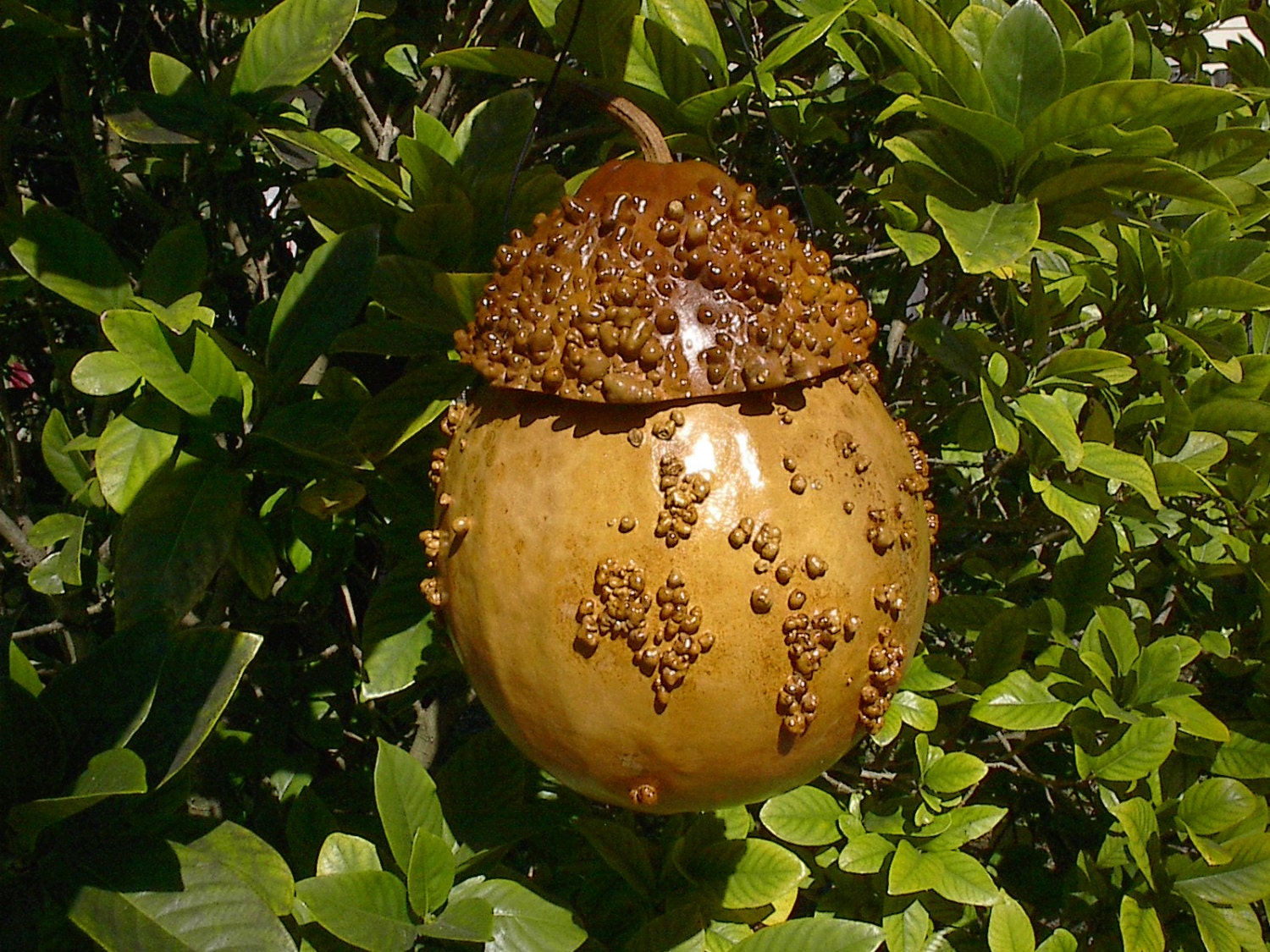 Wrens Birdhouse Gourd Gnome Fairy Home