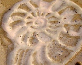 SALE Ammonite fossil Pottery Basketry Base for Coiling peach