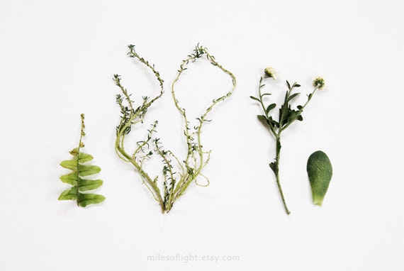 Green Collection. 8x10. Fine Art Photographic Print. Minimalist. Natural Home Decor. Indoor garden botanical. Kitchen wall art.