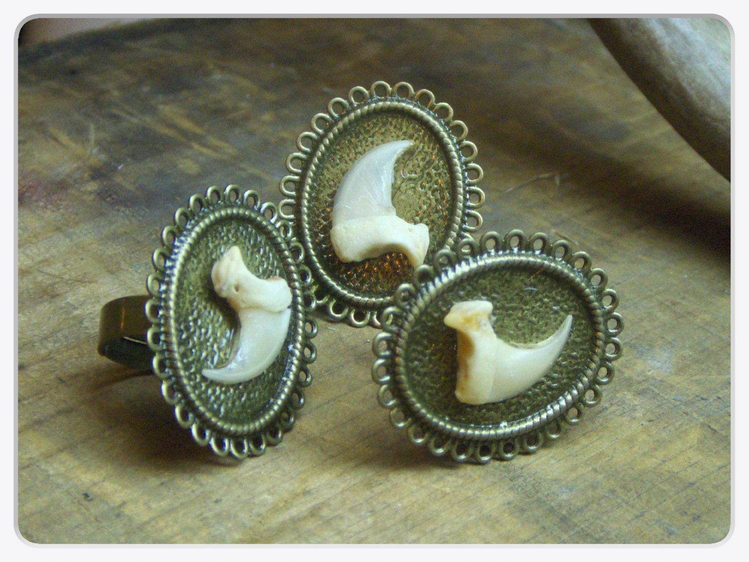 Primeval Specimen : Bobcat. Genuine Bobcat Claw Set in a Victorian scalloped setting