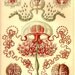 antique victorian marine species anthomedusea jellyfishes illustration ernst haeckel