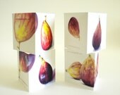 Little Square Cards - Assorted Figs - 2 x 2 Cards - Gift Enclosures - Colored Pencil Drawings of Figs