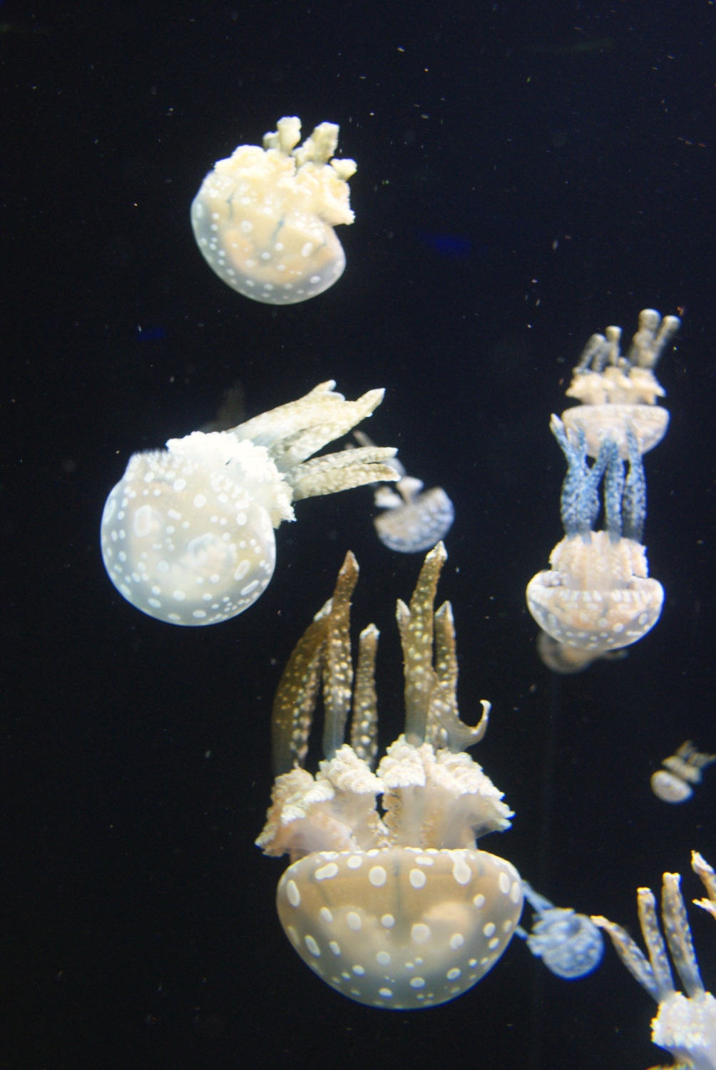 Jellyfish Parade