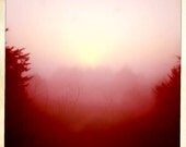 pink haze - fine art photograph - fog, pink, dreamy, sunrise, morning, light, monochromatic, landscape, photo, trees, sky, daylight