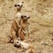 Day 16: Needle Felted Meerkat