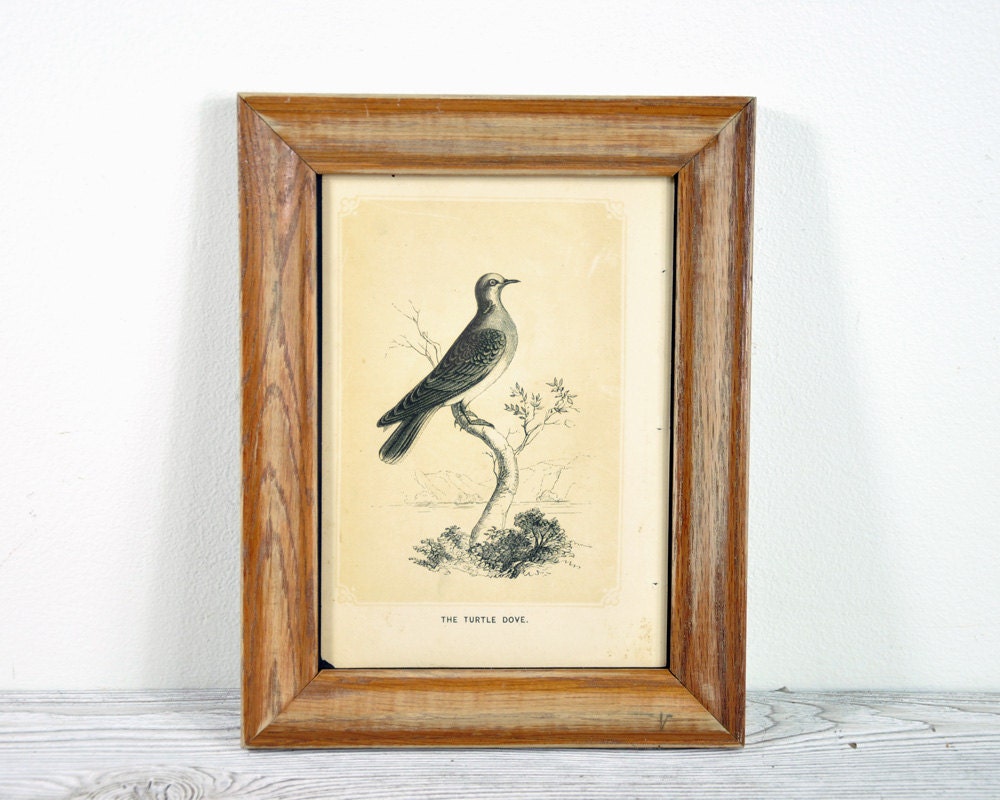 Vintage Framed Bird Print