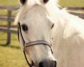Horse Photograph - white equine animal pasture field barn farm green sunny day summer 8x12