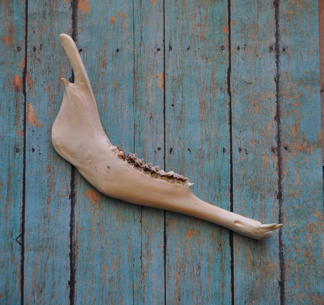 Real Beautiful Antelope Pronghorn Jaw Bone