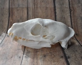 Aardwolf Skull - Beautiful Hand Made Skull Replica