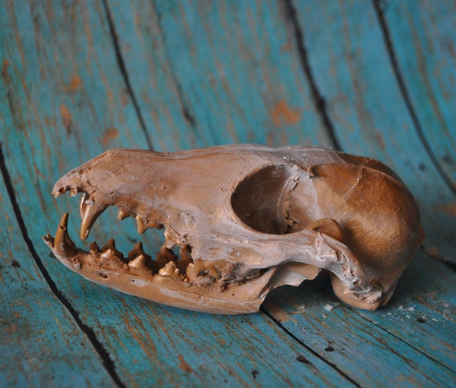 Hand Made Gray Fox Skull Replica - C Grade