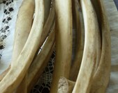5 Large Deer Rib Bones - free shipping