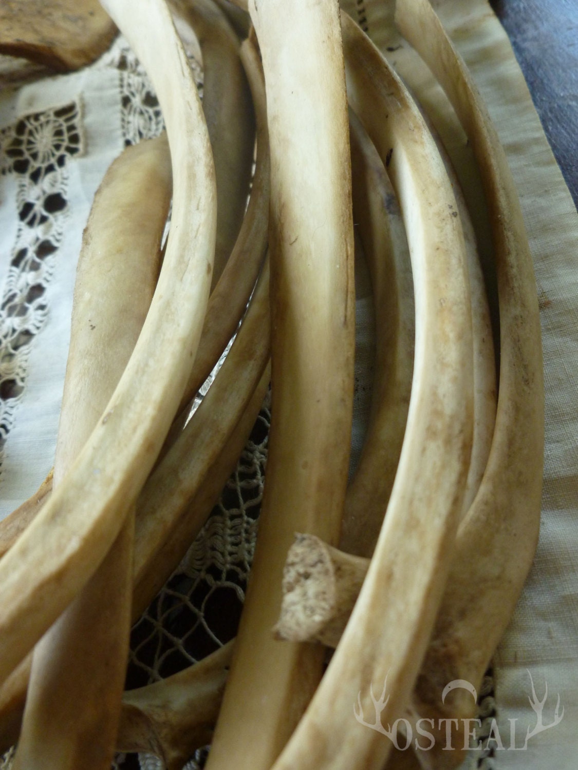 5 Large Deer Rib Bones - free shipping