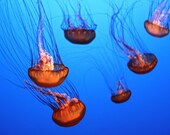 Orange Jellyfish - Photo Print - 8"x10"