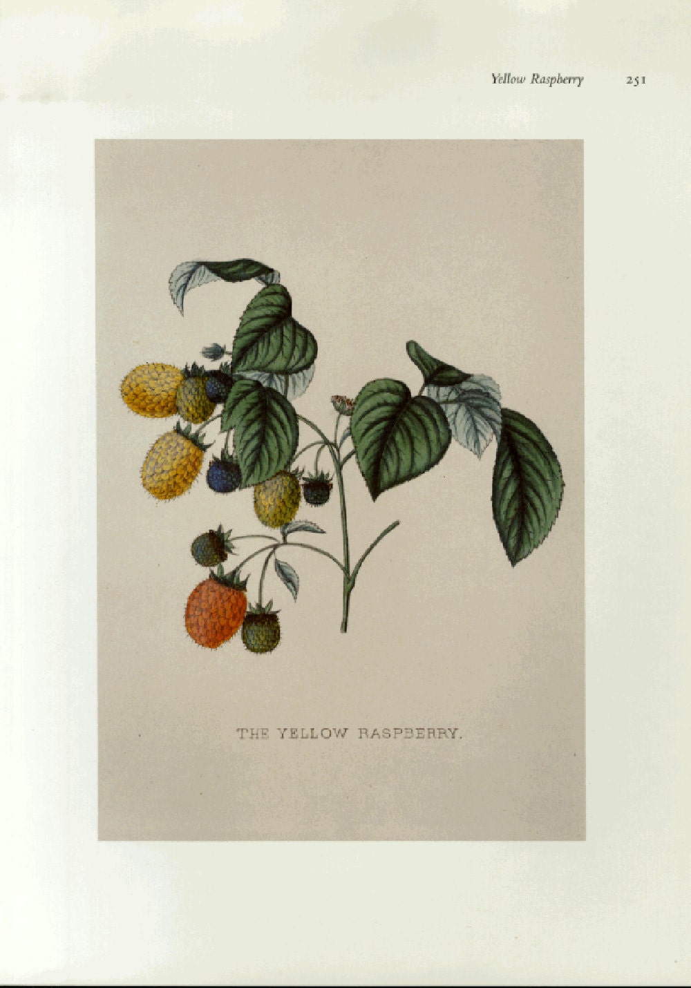 SALE Vintage Botanical Book Print by Prestele of Raspberry