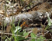 Butterfly photography,digital photography,digital image,etsy digital image,etsy digital photo, butterfly digital image