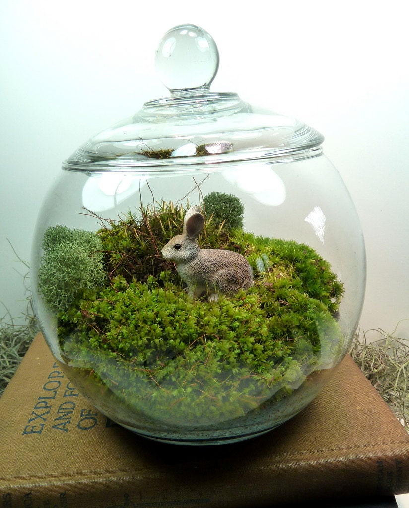 Terrarium, Small Covered Vase , Fathers Day, Bunny, Moss. Great for HOME or OFFICE. Nice Unusual Gift. Terrariums by mossterrariums on Etsy.