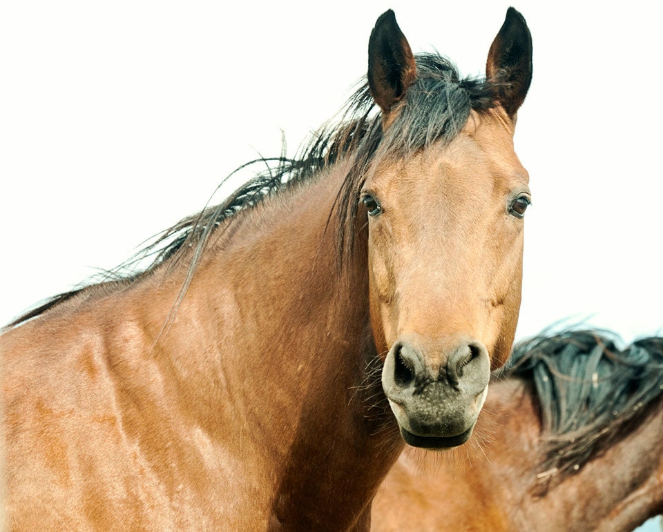 Country Farm Horse Photograph in Color, 8x10, Western Horse Wall Art