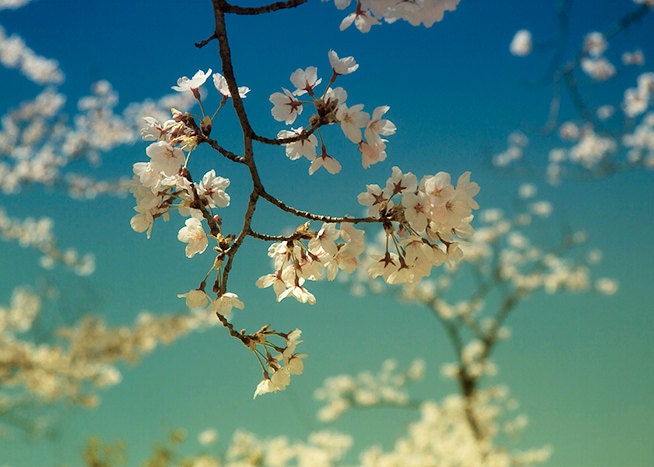 cherry blossoms,  5x7, sakura, Japan, spring, travel, Osaka, tree, flowers, nature, blue, pink, turquoise, fine art photography