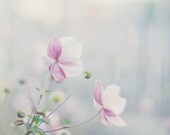 Pastel flower photography -  romantic fine art print - pink anemone blushing soft green wall decor spring flower photography