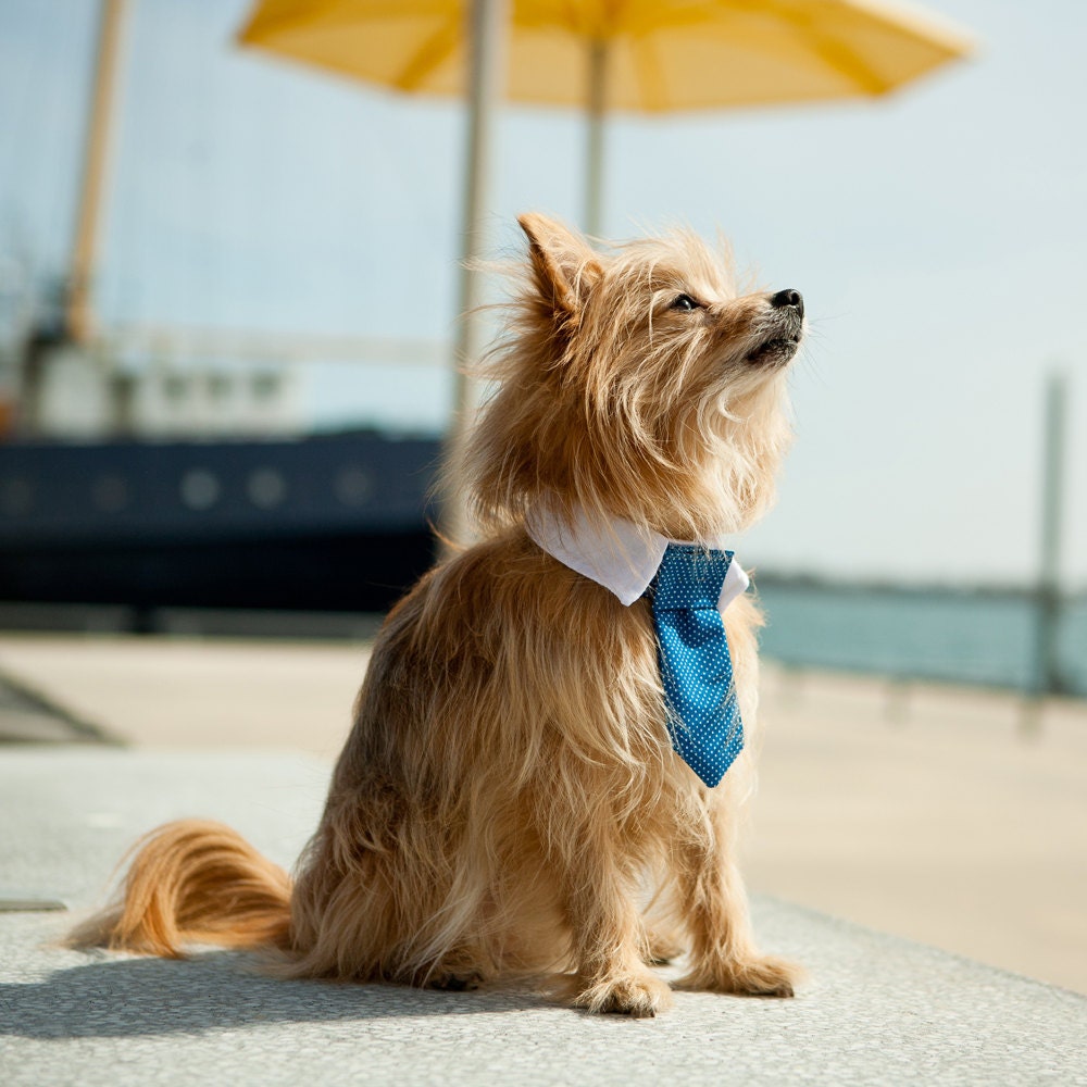 Polka Dot Dog Tie